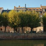 a row of trees on the side of a river